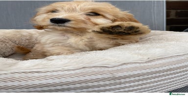 Cockapoo dogs - Advert 11