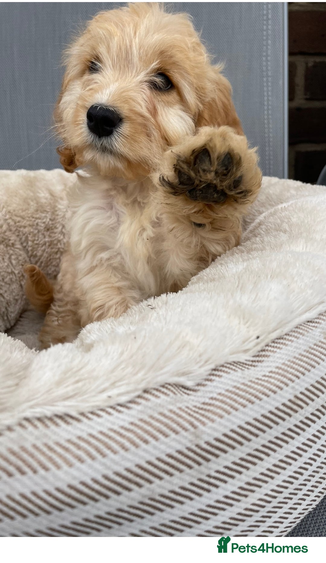 Cockapoo dogs for sale: Quality cockapoo pups  - Image 8