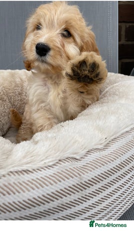 Cockapoo dogs - Advert 2