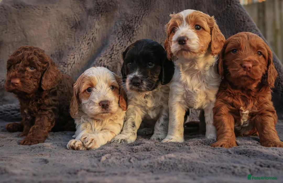 Cockapoo dogs for stud: TRICOLOUR F1 PROVEN ATAT CERTIFIED COCKAPOO STUD in Bromley - Advert 12