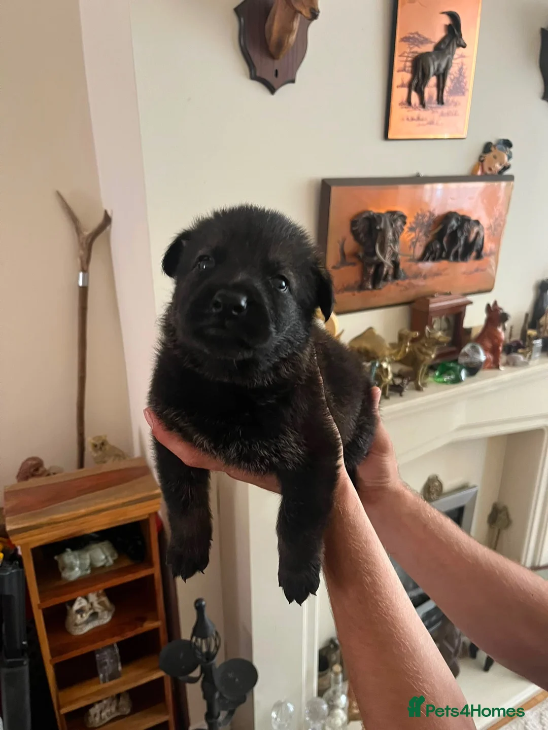 German Shepherd dogs for sale: German Shepard puppies straight back  - Advert 8