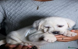Labrador Retriever dogs for sale: Beautiful Labrador Puppies - - Image 6