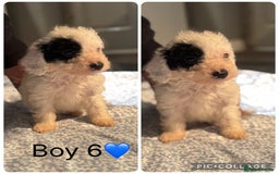 Cockapoo dogs for sale: Cockapoo Puppies - Image 7