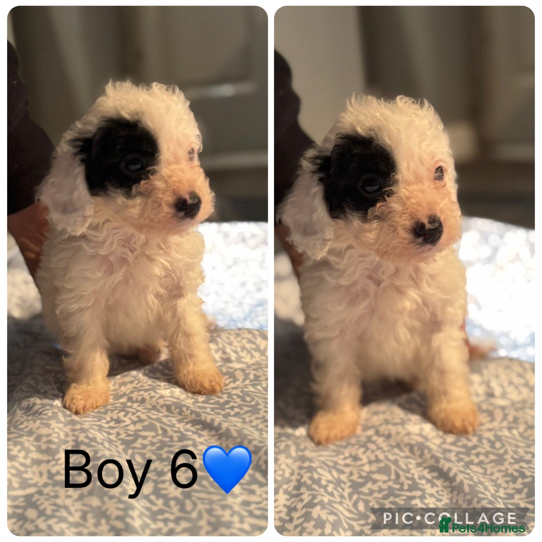 Cockapoo dogs for sale: Cockapoo Puppies - Image 7