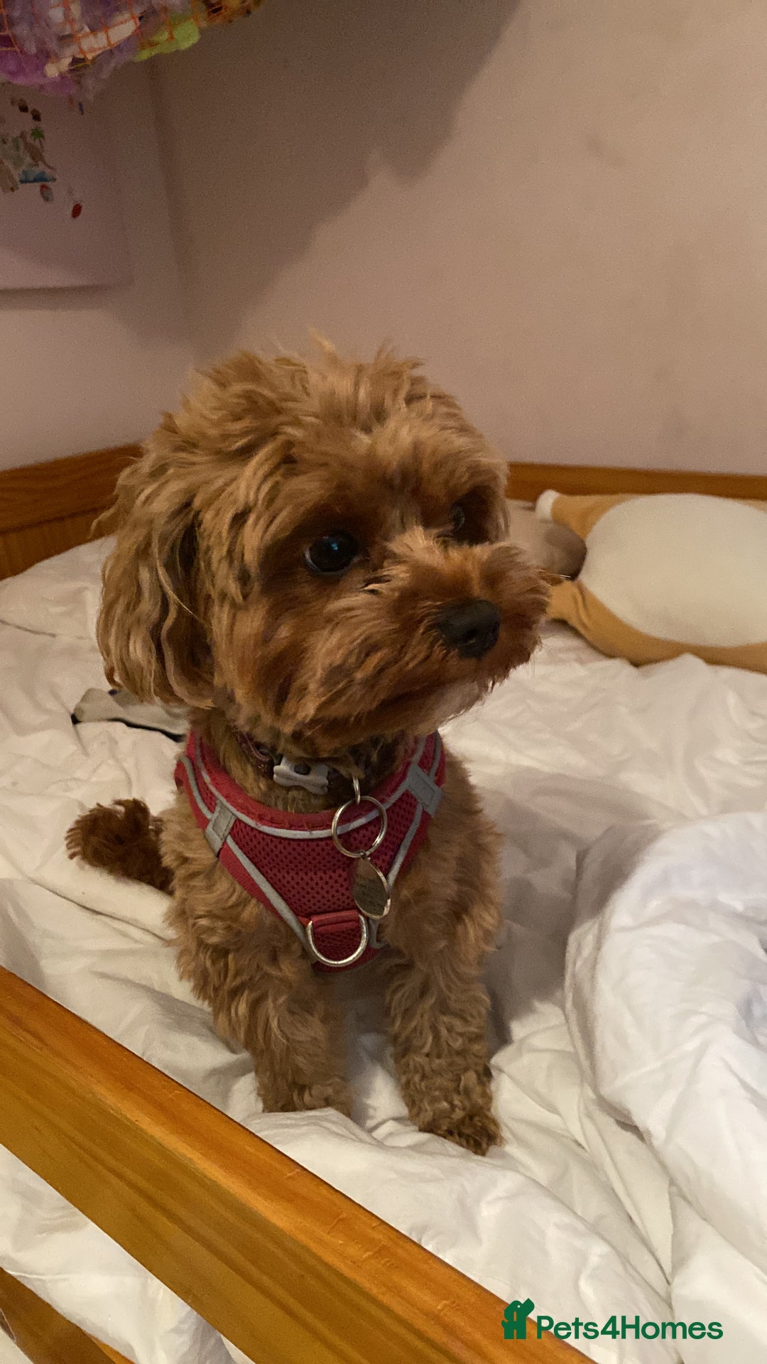 Cavapoo dogs for sale: F1B Toy Red Cavapoos for Sale - Advert 14