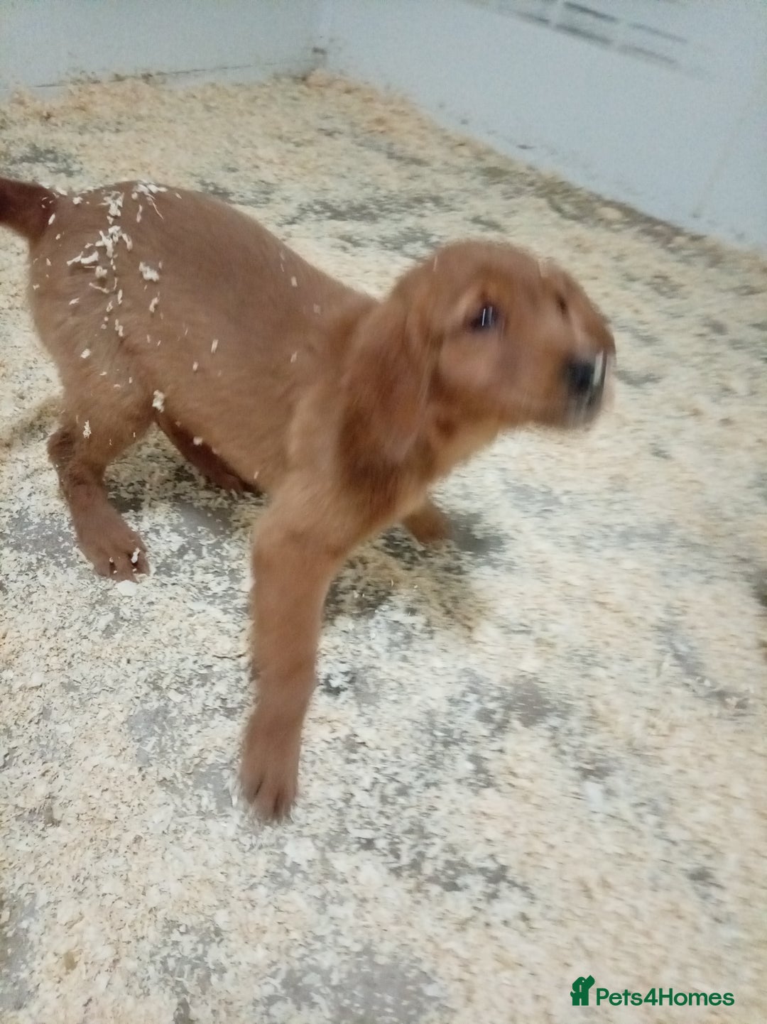 Golden Retriever dogs for sale: Kc registered golden retrievers from working lines - Advert 10