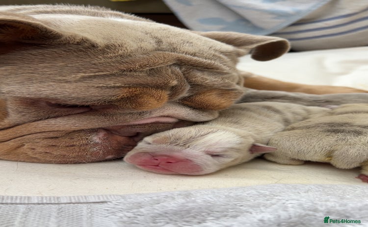 English Bulldog dogs - Advert 2
