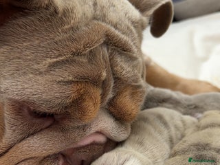 English Bulldog dogs - Advert 28