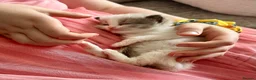 Ragdoll cats for sale: 🎀GCCF bi/point champion sired ragdolls 🎀 - Advert 7