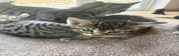 Mixed Breed cats for sale: Adorable kittens available this week - Advert 4