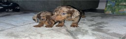 Miniature Dachshund dogs for stud: Miniature dapple (blue eyes) dachshund for stud in Stockton-on-Tees - Advert 8