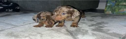 Miniature Dachshund dogs for stud: Miniature dapple (blue eyes) dachshund for stud in Stockton-on-Tees - Advert 8