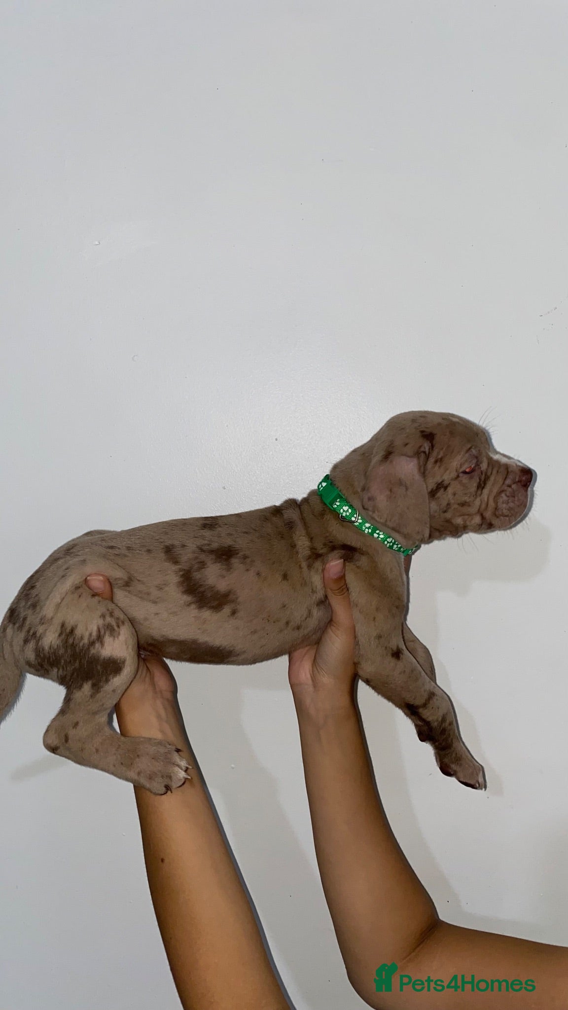 Mixed Breed dogs MerleBandog/MixedMastiff Ready For Their New Homes - Advert 1