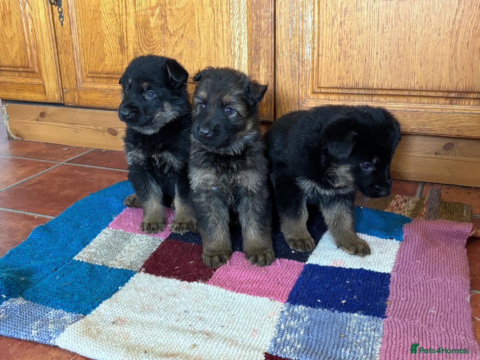 German Shepherd dogs Quality Litter GSD Puppy’s @ Icepack - Advert 8