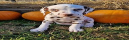 Dalmatian dogs for sale: KC Registered Dalmatian Puppies  - Advert 8