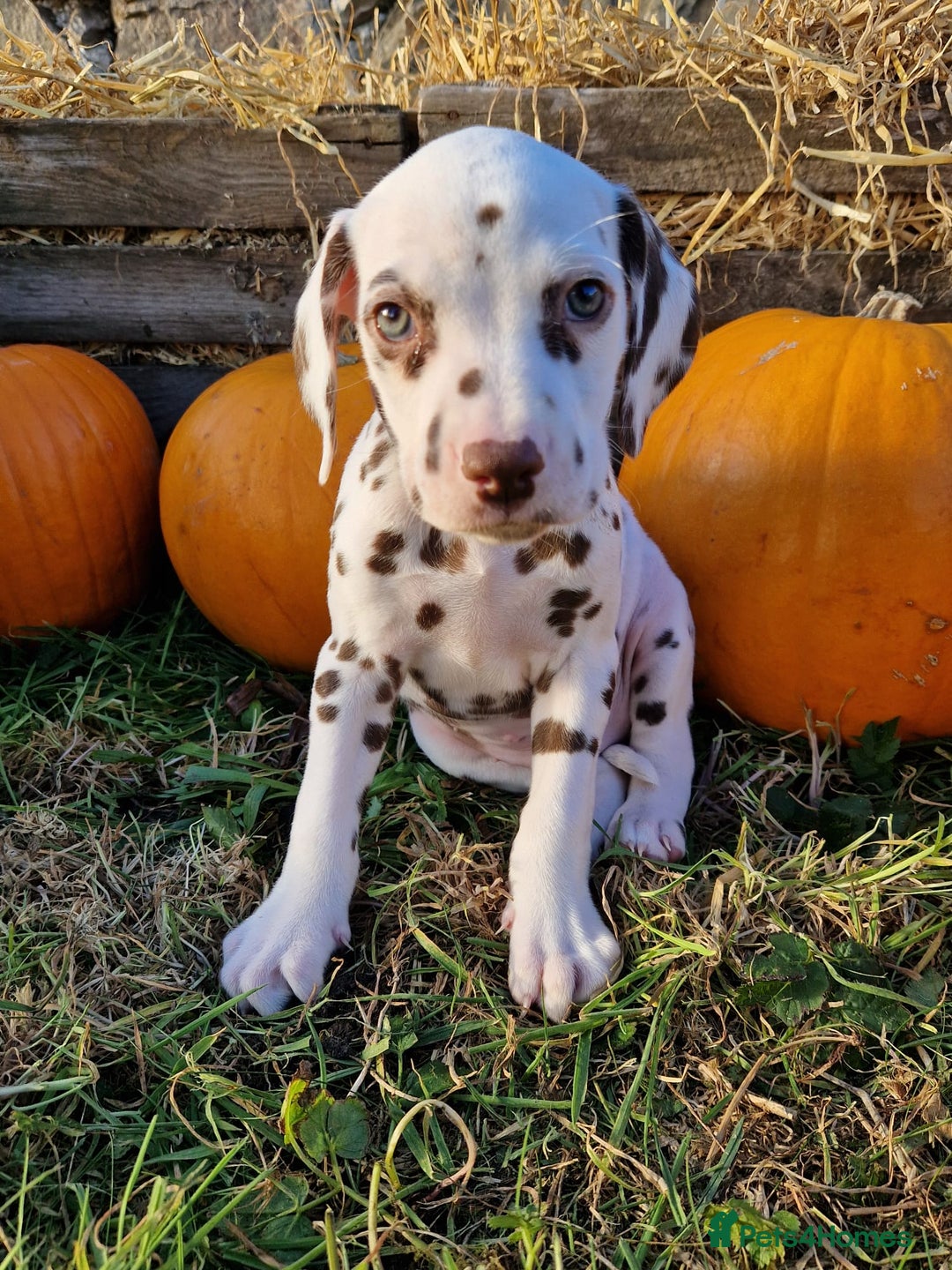 Dalmatian dogs for sale: KC Registered Dalmatian Puppies  - Advert 8