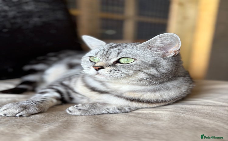 British Shorthair cats - Advert 10