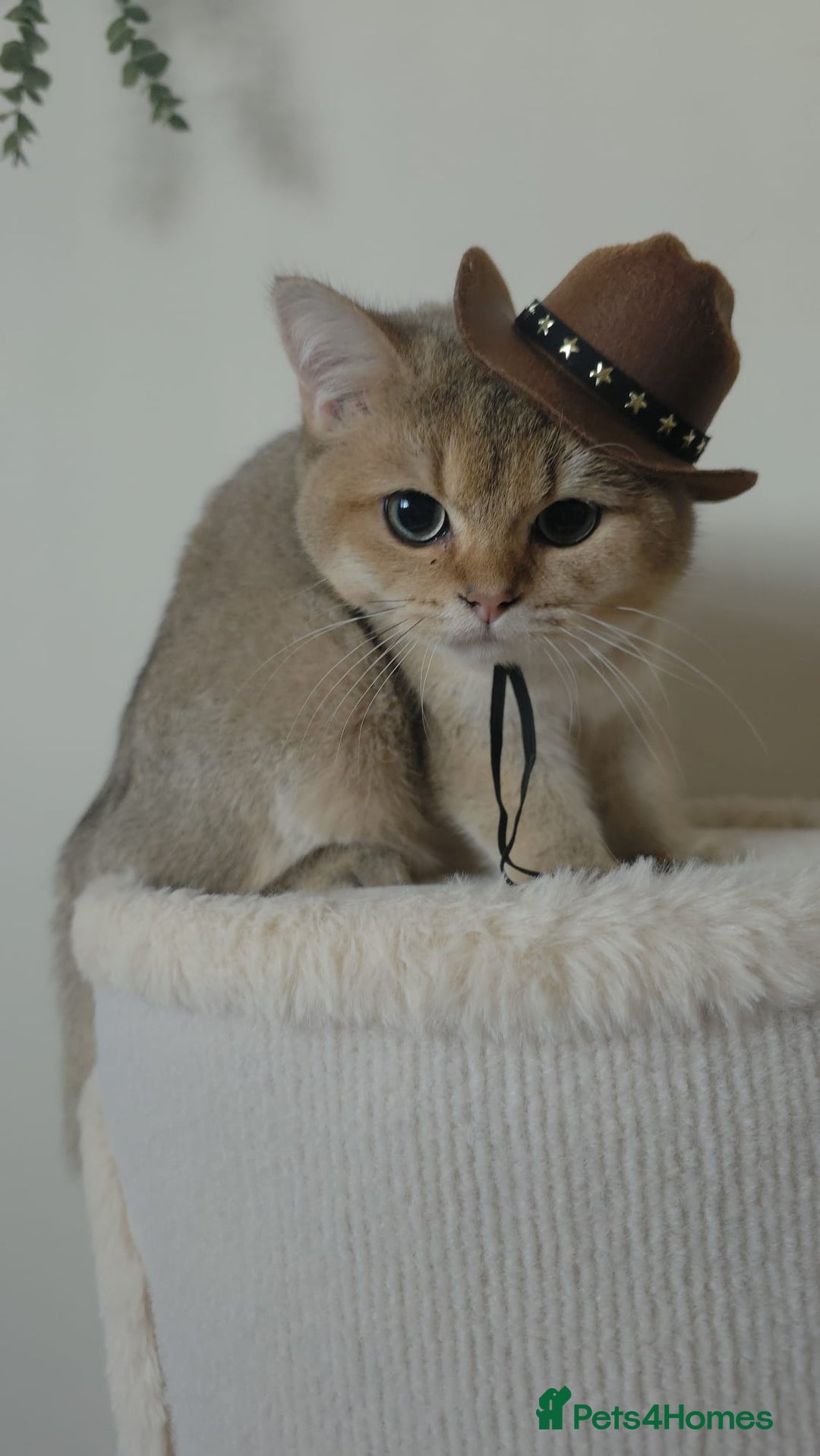 British Shorthair cats for sale: British Shorthair Pair for Sale – Pixey & Simba - Advert 6