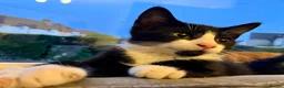 Mixed Breed cats for sale: 2 Lovely kittens for sale (1 boy, 1 girl) - Advert 13