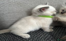 Siamese cats for sale: 3 siamese/ragdoll male kittens - Image 4