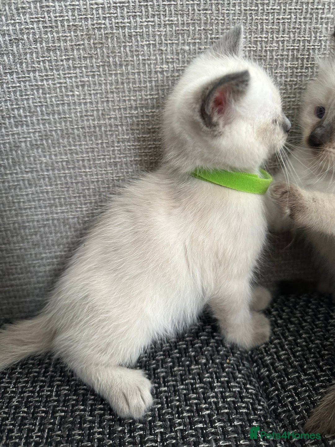 Siamese cats for sale: 3 siamese/ragdoll male kittens - Image 4