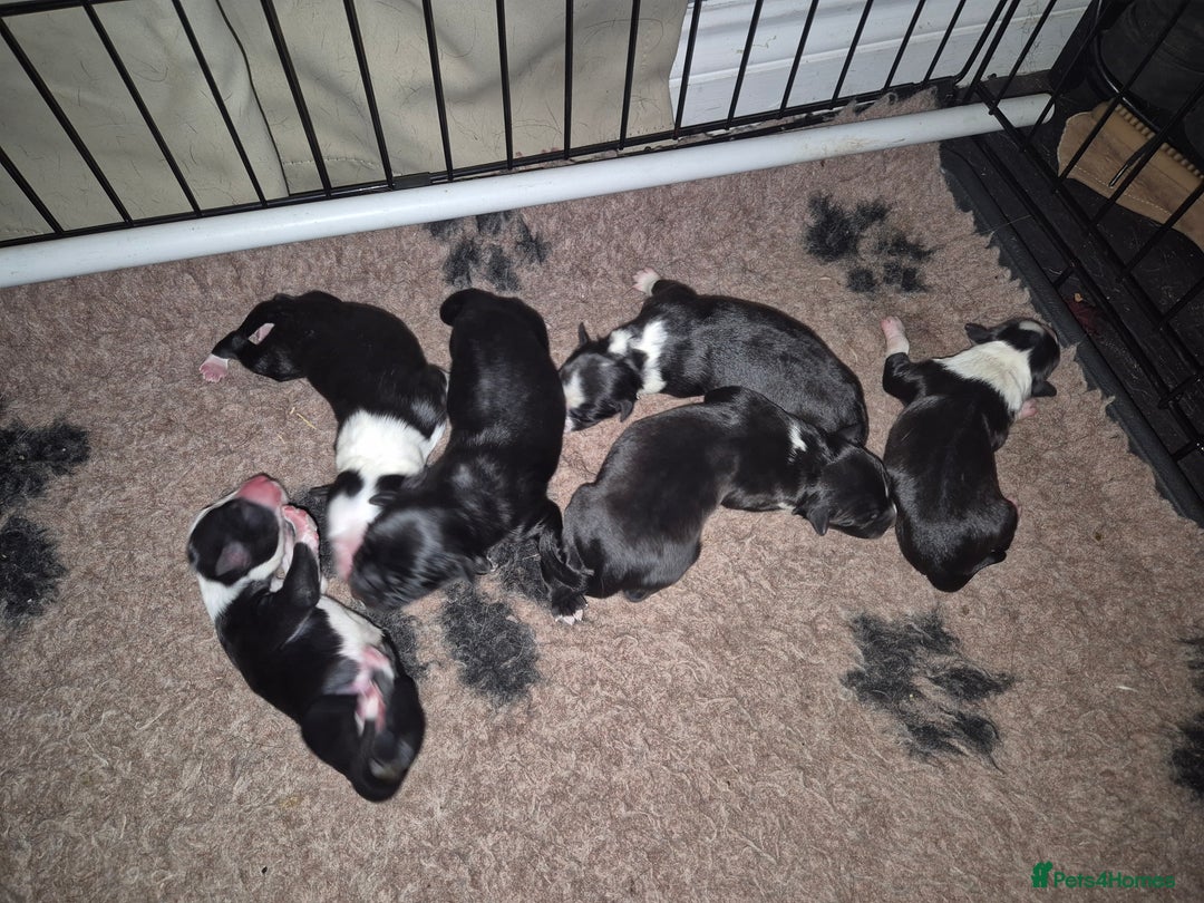 Border Collie dogs for sale: 🏡 Smart, Sweet Border Collie Pups Await You!" - Image 8