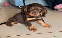 Cocker Spaniel dogs for sale: Health Tested Show Cocker Spaniels - Image 4