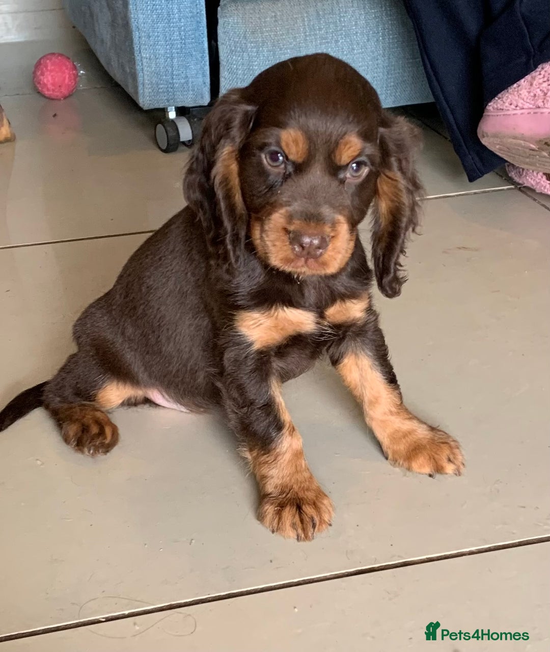 Cocker Spaniel dogs for sale: Health Tested Show Cocker Spaniels - Image 4