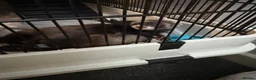 Ferret rodents for sale: 2 male 13 week old ferrets & cage - Advert 2