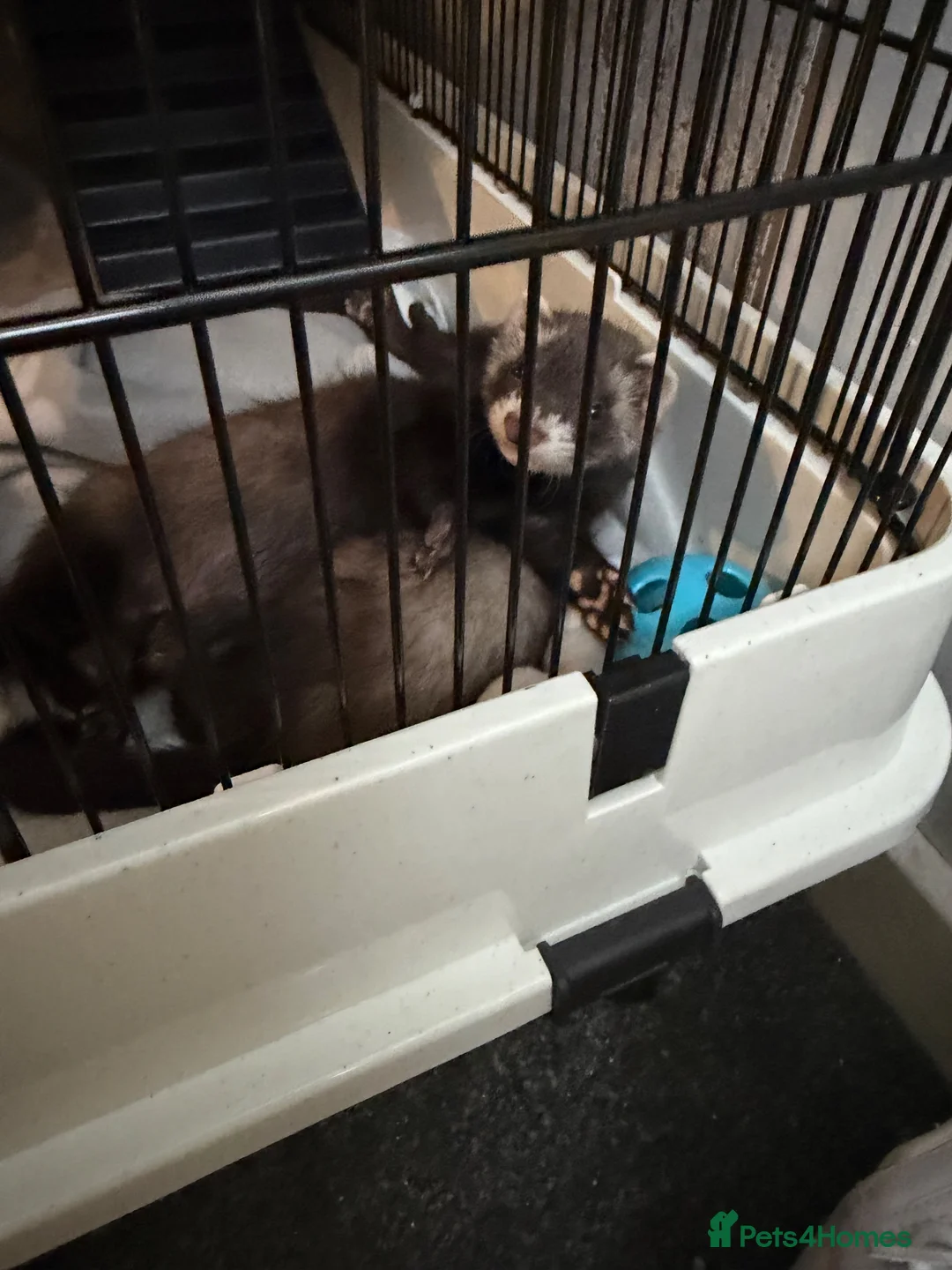 Ferret rodents for sale: 2 male 13 week old ferrets & cage - Advert 2