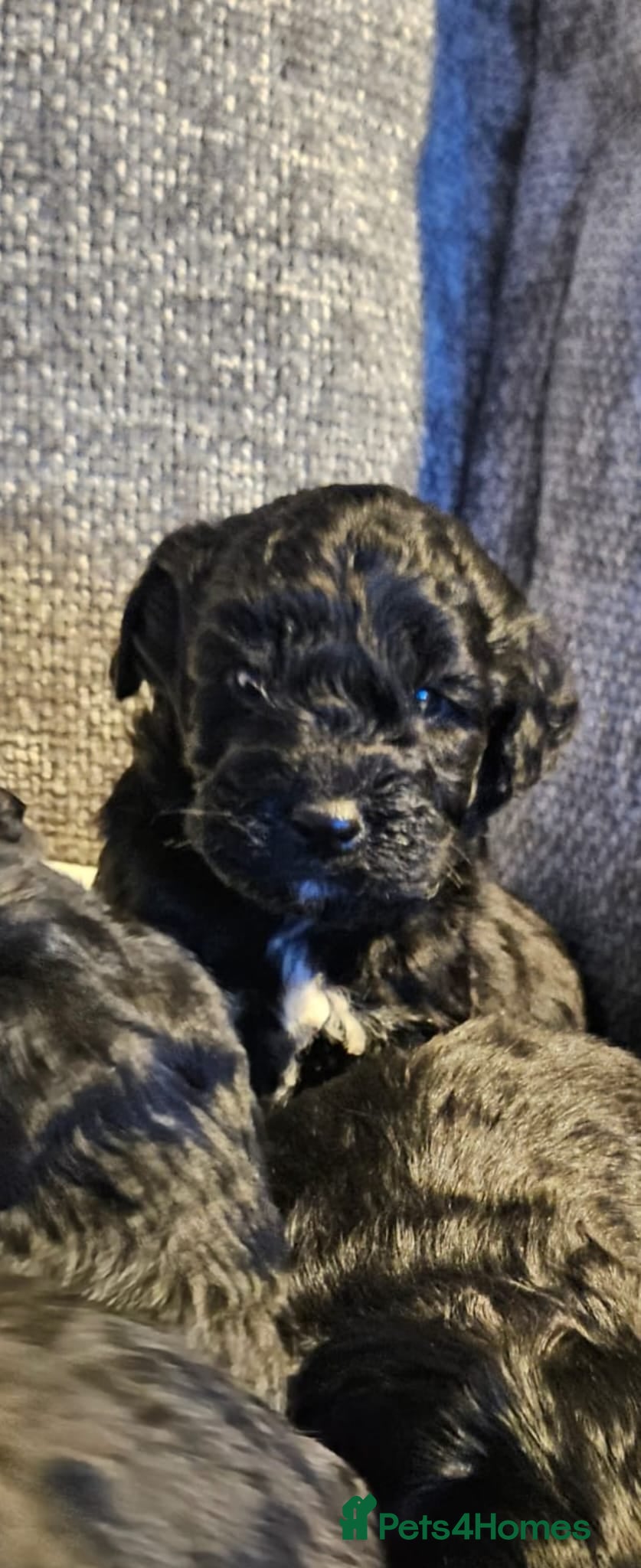 Sproodle dogs STUNNING SHOW SPRINGAPOO PUPPIES FOR SALE  - Advert 4