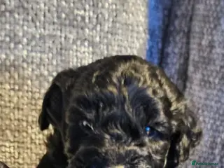 Sproodle dogs STUNNING SHOW SPRINGAPOO PUPPIES FOR SALE - Advert 4