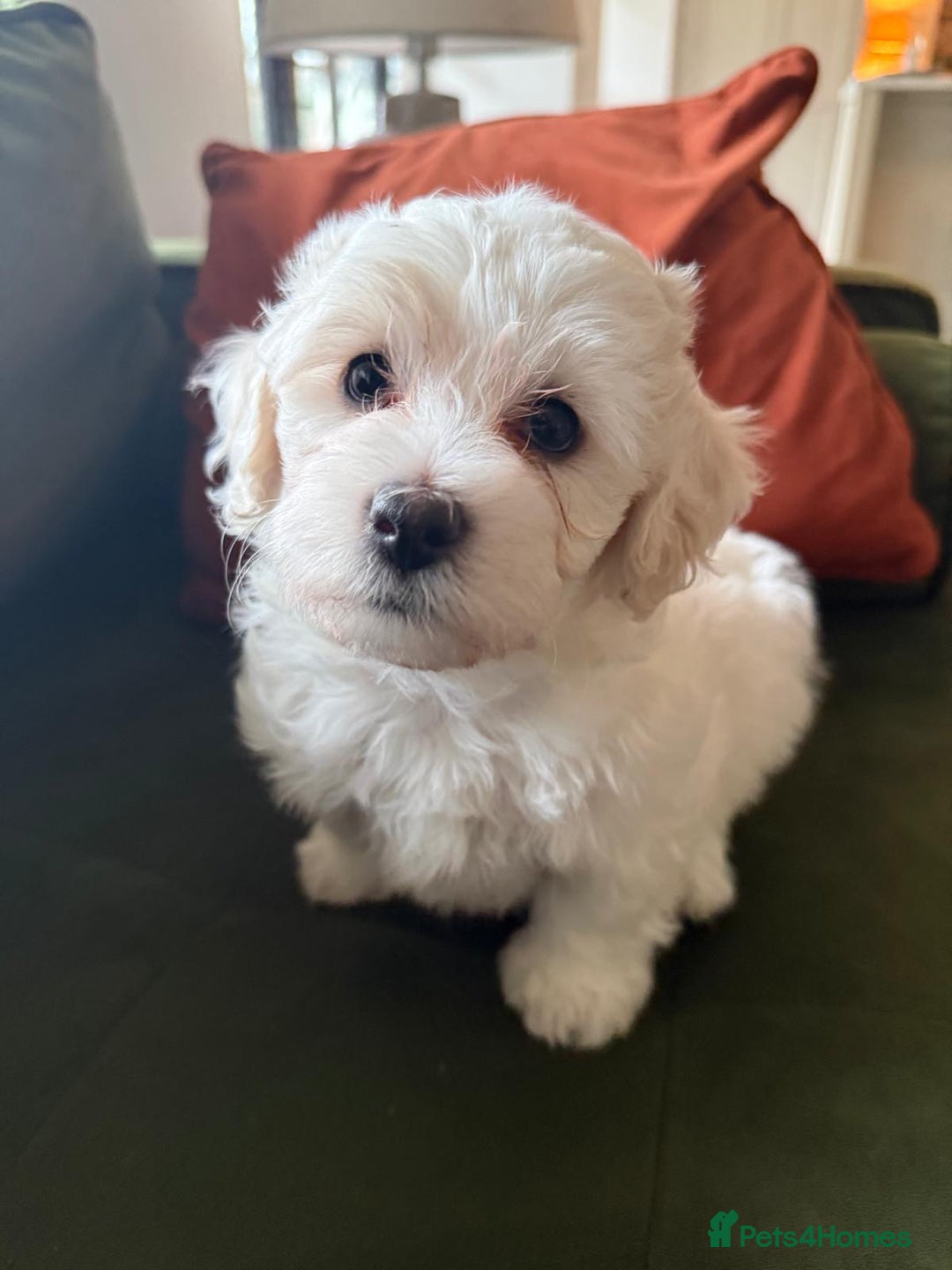 Maltipoo dogs for sale: Five Generation KC tested lineage Maltipoos - Advert 5