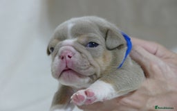 English Bulldog dogs for sale: 7 gorgeous mr muscles puppies looking for a home  - Image 5