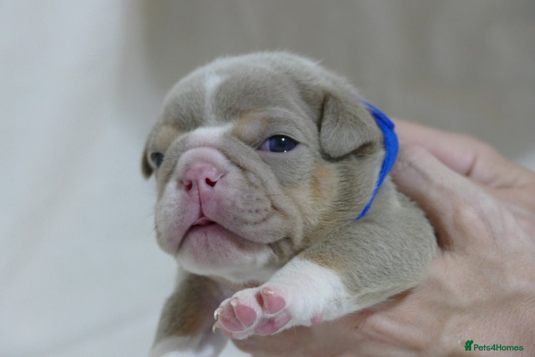 English Bulldog dogs for sale: 7 gorgeous mr muscles puppies looking for a home  - Image 5