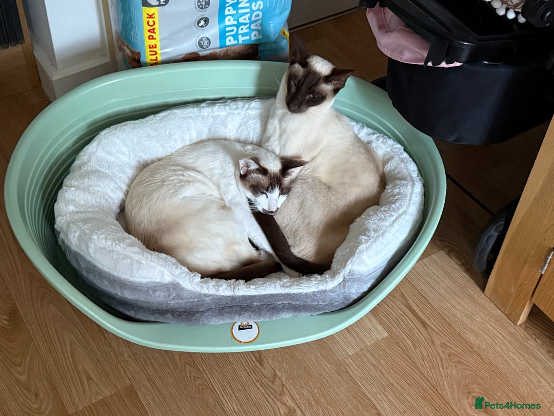 Oriental cats for sale: Oriental female  - Advert 2