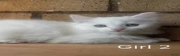 Turkish Angora cats for sale: Kittens available for loving homes - Advert 22