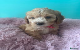 Cockapoo dogs for sale: Miniature cockapoo puppies - Image 3