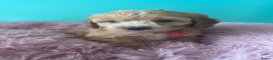 Cockapoo Puppy 3