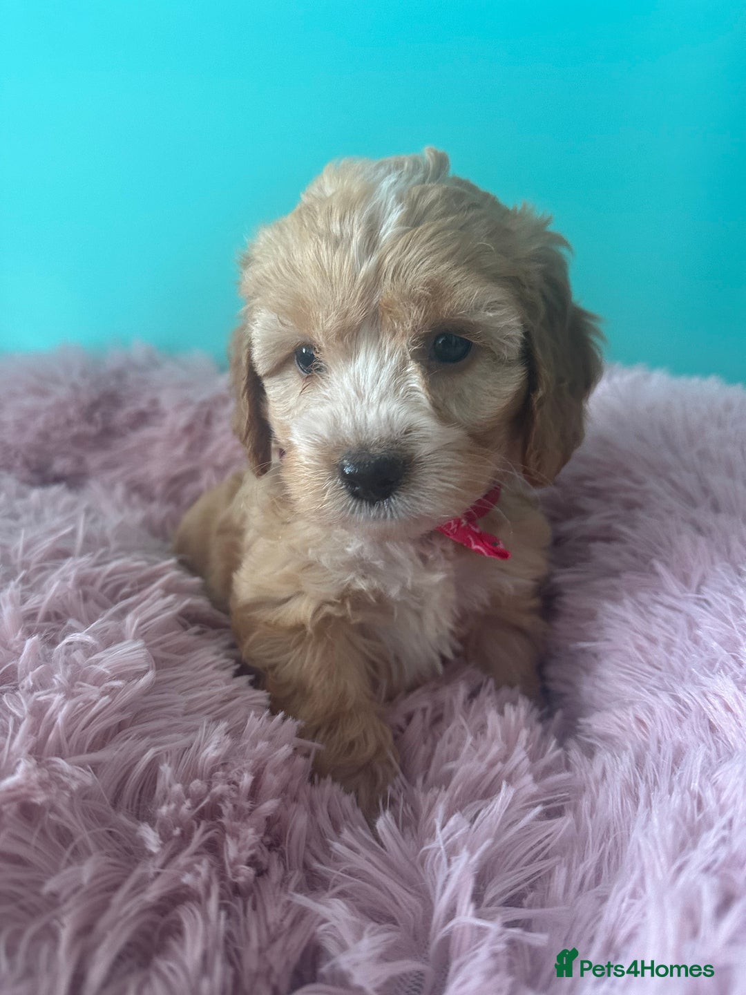 Cockapoo dogs for sale: Miniature cockapoo puppies - Image 3