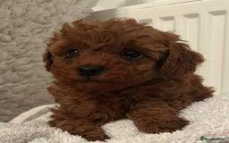 Toy Poodle dogs for sale: Stunning Fox Red Toy Poodles - Image 16