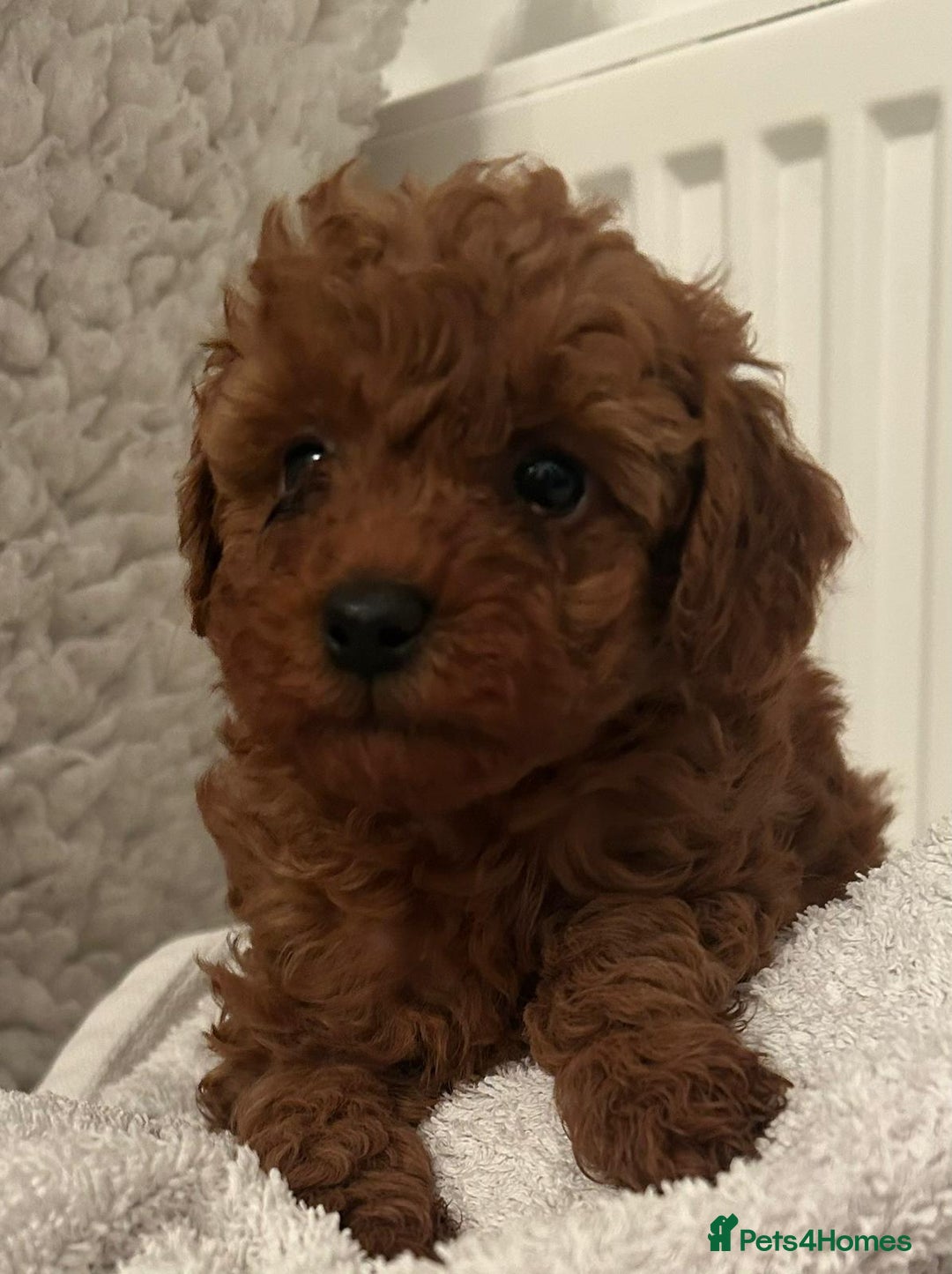 Toy Poodle dogs for sale: Stunning Fox Red Toy Poodles - Image 16