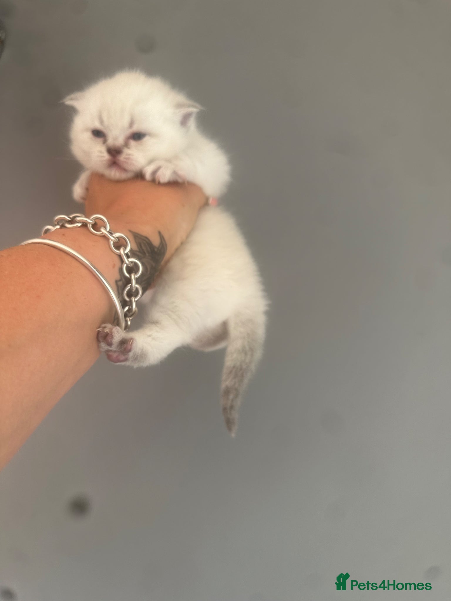 British Shorthair cats for sale: Exceptional British Shorthair kittens 🩷 - Advert 11