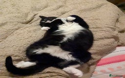 American Shorthair cats for sale: Conker - 15 year old  - Image 2
