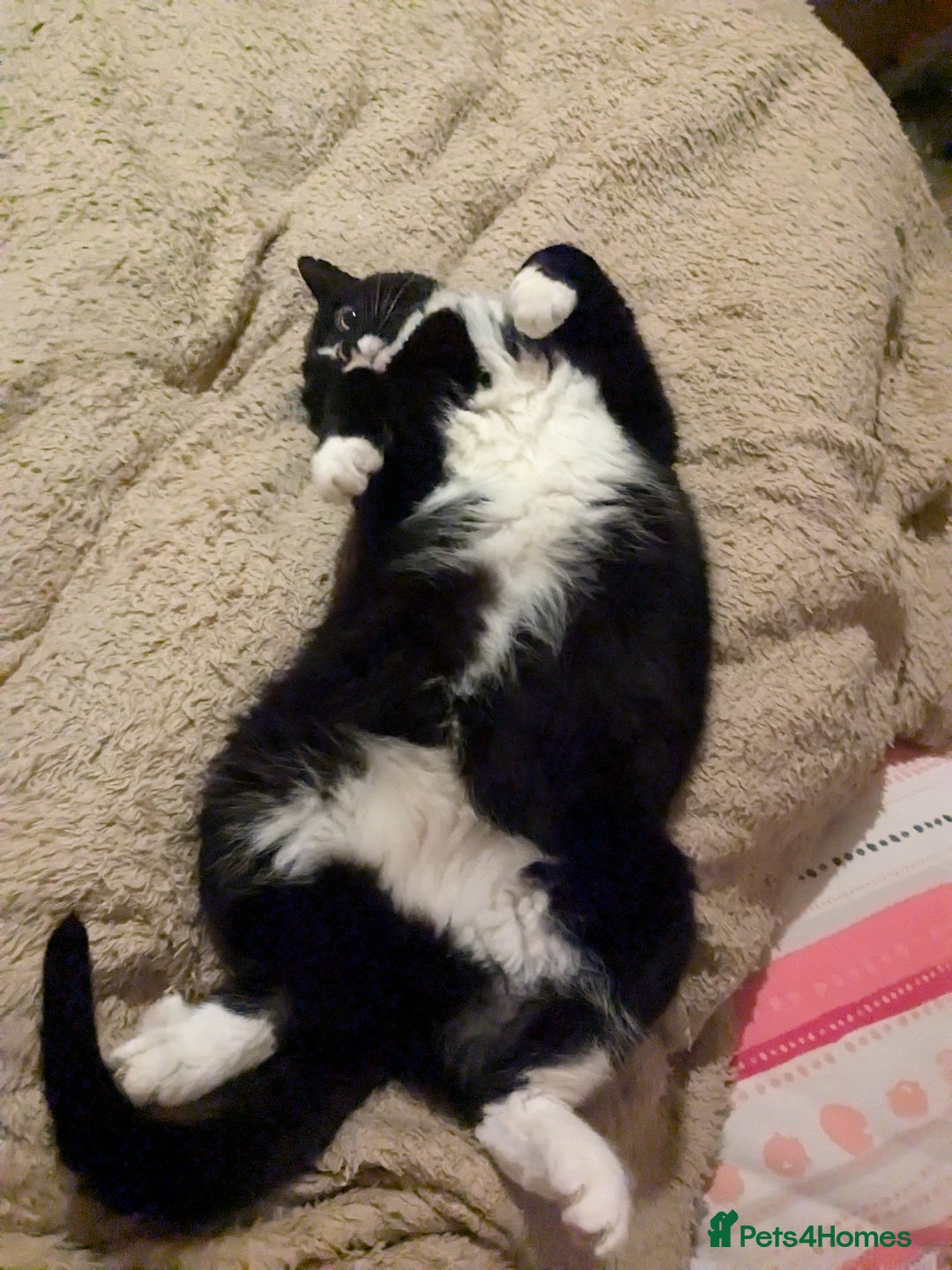 American Shorthair cats for sale: Conker - 15 year old  - Image 2