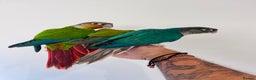 Conures birds for sale: Hand reared conures for sale  - Advert 23