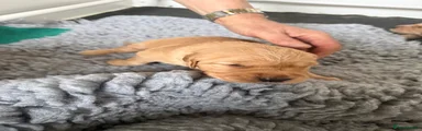 Golden Retriever 2