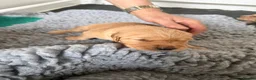 Golden Retriever dogs for sale: Stunning Duel puppies  - Advert 7