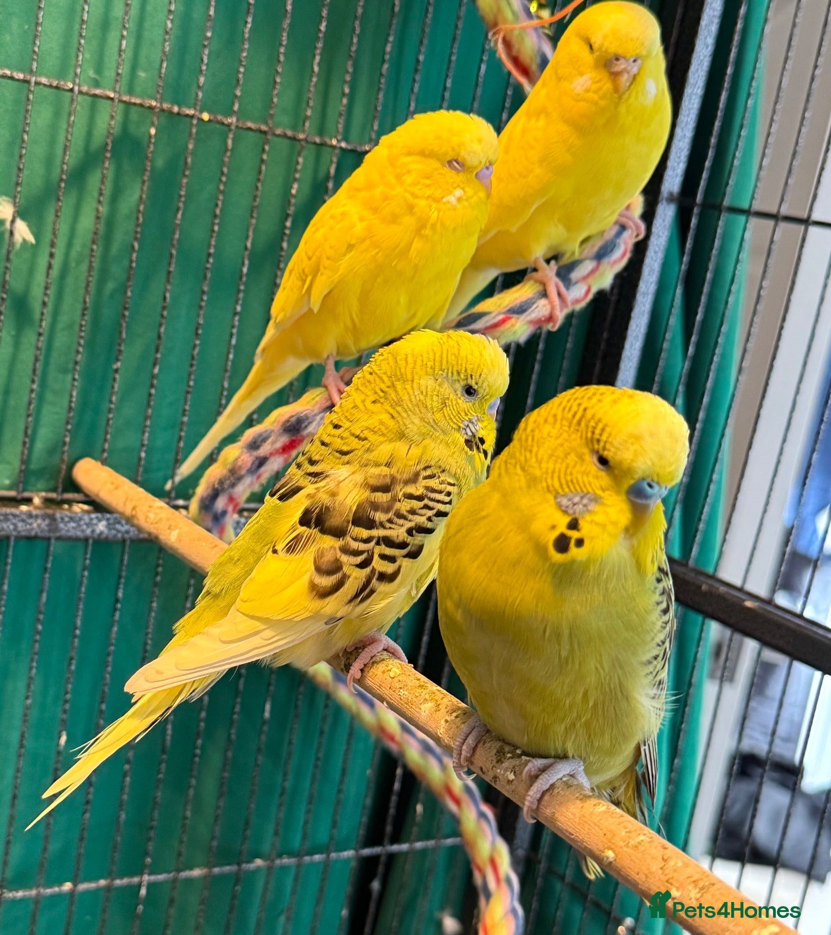 Budgerigars birds Young budgies males & females (please read ad)   - Advert 2