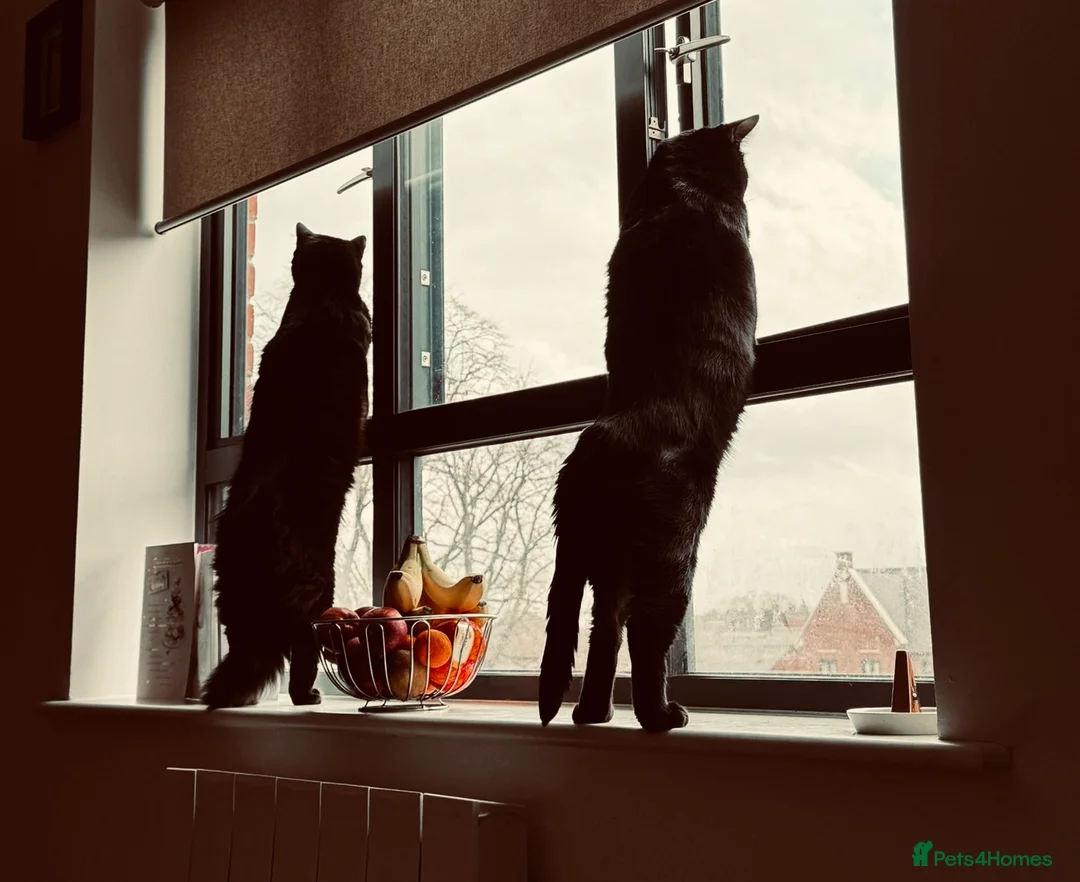 Mixed Breed cats for sale: 2 Black Cats in Fleet - Advert 2